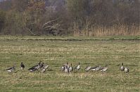 Vogel-Gans-20131114-122.jpg