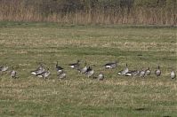 Vogel-Gans-20131114-123.jpg