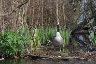 Vogel-Gans-20140412-153.jpg