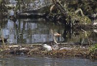 Vogel-Gans-20140412-155.jpg