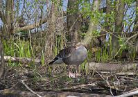 Vogel-Gans-20140412-159.jpg