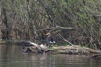 Dateiname=Vogel-Gans-20140412-161.jpg
Dateigröße=334KB
Abmessungen: 880x584
hinzugefügt am: 06. Januar 2016 Vogel-Gans-20140412-161.jpg