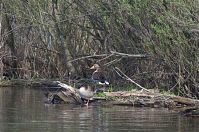 Vogel-Gans-20140412-161.jpg