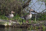 Dateiname=Vogel-Gans-20140412-162.jpg
Dateigröße=316KB
Abmessungen: 880x584
hinzugefügt am: 06. Januar 2016 Vogel-Gans-20140412-162.jpg