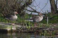 Dateiname=Vogel-Gans-20140412-163.jpg
Dateigröße=295KB
Abmessungen: 880x584
hinzugefügt am: 06. Januar 2016 Vogel-Gans-20140412-163.jpg