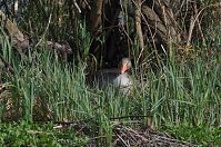 Dateiname=Vogel-Gans-20140412-169.jpg
Dateigröße=353KB
Abmessungen: 880x584
hinzugefügt am: 06. Januar 2016 Vogel-Gans-20140412-169.jpg