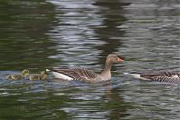 Dateiname=Vogel-Gans-20140418-204.jpg
Dateigröße=180KB
Abmessungen: 880x584
hinzugefügt am: 06. Januar 2016 Vogel-Gans-20140418-204.jpg