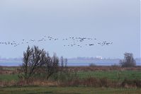 Dateiname=Vogel-Gans-20141111-10.jpg
Dateigröße=134KB
Abmessungen: 880x586
hinzugefügt am: 06. Januar 2016 Vogel-Gans-20141111-10.jpg