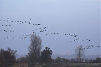 Dateiname=Vogel-Gans-20141111-11.jpg
Dateigröße=109KB
Abmessungen: 880x586
hinzugefügt am: 06. Januar 2016 Vogel-Gans-20141111-11.jpg