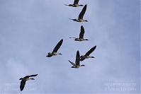 Dateiname=Vogel-Gans-20141111-24.jpg
Dateigröße=72KB
Abmessungen: 880x586
hinzugefügt am: 06. Januar 2016 Vogel-Gans-20141111-24.jpg