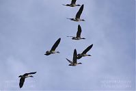 Vogel-Gans-20141111-24.jpg