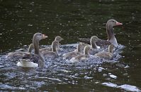 Dateiname=Vogel-Gans20130607-029.jpg
Dateigröße=196KB
Abmessungen: 880x580
hinzugefügt am: 06. Januar 2016 Vogel-Gans20130607-029.jpg
