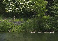 Dateiname=Vogel-Gans20130609-038.jpg
Dateigröße=293KB
Abmessungen: 880x614
hinzugefügt am: 06. Januar 2016 Vogel-Gans20130609-038.jpg