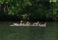 Dateiname=Vogel-Graugans-20120520-102.jpg
Dateigröße=207KB
Abmessungen: 880x605
hinzugefügt am: 06. Januar 2016 Vogel-Graugans-20120520-102.jpg