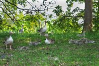 Dateiname=Vogel-Graugans-20120520-105.jpg
Dateigröße=388KB
Abmessungen: 880x584
hinzugefügt am: 06. Januar 2016 Vogel-Graugans-20120520-105.jpg