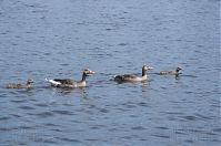 Dateiname=Vogel-Graugans-20140517-119.jpg
Dateigröße=164KB
Abmessungen: 880x584
hinzugefügt am: 06. Januar 2016 Vogel-Graugans-20140517-119.jpg