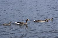 Dateiname=Vogel-Graugans-20140517-120.jpg
Dateigröße=154KB
Abmessungen: 880x584
hinzugefügt am: 06. Januar 2016 Vogel-Graugans-20140517-120.jpg
