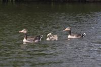 Dateiname=Vogel-Graugans-20140517-121.jpg
Dateigröße=162KB
Abmessungen: 880x584
hinzugefügt am: 06. Januar 2016 Vogel-Graugans-20140517-121.jpg