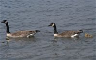 Dateiname=Vogel-Kanadagans-20090510-09.jpg
Dateigröße=150KB
Abmessungen: 880x552
hinzugefügt am: 06. Januar 2016 Vogel-Kanadagans-20090510-09.jpg