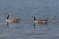 Dateiname=Vogel-Kanadagans-20090510-11.jpg
Dateigröße=164KB
Abmessungen: 880x583
hinzugefügt am: 06. Januar 2016 Vogel-Kanadagans-20090510-11.jpg