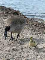 Dateiname=Vogel-Kanadagans-20090510-22.jpg
Dateigröße=304KB
Abmessungen: 663x880
hinzugefügt am: 06. Januar 2016 Vogel-Kanadagans-20090510-22.jpg