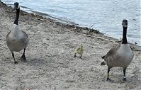 Dateiname=Vogel-Kanadagans-20090510-23.jpg
Dateigröße=275KB
Abmessungen: 880x560
hinzugefügt am: 06. Januar 2016 Vogel-Kanadagans-20090510-23.jpg