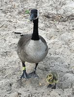 Dateiname=Vogel-Kanadagans-20090510-32.jpg
Dateigröße=333KB
Abmessungen: 672x880
hinzugefügt am: 06. Januar 2016 Vogel-Kanadagans-20090510-32.jpg