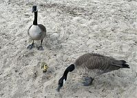 Dateiname=Vogel-Kanadagans-20090510-33.jpg
Dateigröße=398KB
Abmessungen: 880x629
hinzugefügt am: 06. Januar 2016 Vogel-Kanadagans-20090510-33.jpg