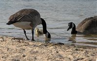 Dateiname=Vogel-Kanadagans-20090510-46.jpg
Dateigröße=198KB
Abmessungen: 880x557
hinzugefügt am: 06. Januar 2016 Vogel-Kanadagans-20090510-46.jpg