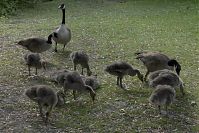 Dateiname=Vogel-Kanadagans-20100606-027.jpg
Dateigröße=295KB
Abmessungen: 880x586
hinzugefügt am: 06. Januar 2016 Vogel-Kanadagans-20100606-027.jpg