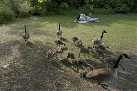 Dateiname=Vogel-Kanadagans-20100606-029.jpg
Dateigröße=317KB
Abmessungen: 880x586
hinzugefügt am: 06. Januar 2016 Vogel-Kanadagans-20100606-029.jpg