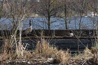 Dateiname=Vogel-Kanadagans-20130421-242.jpg
Dateigröße=390KB
Abmessungen: 880x584
hinzugefügt am: 06. Januar 2016 Vogel-Kanadagans-20130421-242.jpg
