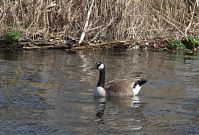 Dateiname=Vogel-Kanadagans-20130421-244.jpg
Dateigröße=266KB
Abmessungen: 880x596
hinzugefügt am: 06. Januar 2016 Vogel-Kanadagans-20130421-244.jpg