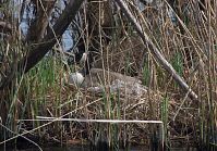 Dateiname=Vogel-Kanadagans-20130424-210.jpg
Dateigröße=358KB
Abmessungen: 880x615
hinzugefügt am: 06. Januar 2016 Vogel-Kanadagans-20130424-210.jpg