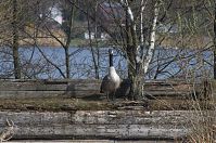 Dateiname=Vogel-Kanadagans-20130424-216.jpg
Dateigröße=349KB
Abmessungen: 880x584
hinzugefügt am: 06. Januar 2016 Vogel-Kanadagans-20130424-216.jpg