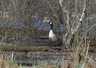 Dateiname=Vogel-Kanadagans-20130424-218.jpg
Dateigröße=385KB
Abmessungen: 880x623
hinzugefügt am: 06. Januar 2016 Vogel-Kanadagans-20130424-218.jpg