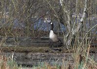 Vogel-Kanadagans-20130424-218.jpg