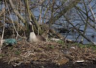 Dateiname=Vogel-Kanadagans-20130424-223.jpg
Dateigröße=353KB
Abmessungen: 880x622
hinzugefügt am: 06. Januar 2016 Vogel-Kanadagans-20130424-223.jpg
