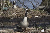 Dateiname=Vogel-Kanadagans-20130424-225.jpg
Dateigröße=201KB
Abmessungen: 880x584
hinzugefügt am: 06. Januar 2016 Vogel-Kanadagans-20130424-225.jpg