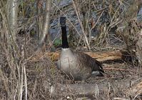 Dateiname=Vogel-Kanadagans-20130424-227.jpg
Dateigröße=280KB
Abmessungen: 880x617
hinzugefügt am: 06. Januar 2016 Vogel-Kanadagans-20130424-227.jpg
