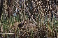 Dateiname=Vogel-Kanadagans-20130424-228.jpg
Dateigröße=363KB
Abmessungen: 880x584
hinzugefügt am: 06. Januar 2016 Vogel-Kanadagans-20130424-228.jpg