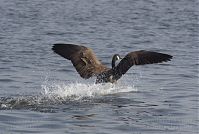 Dateiname=Vogel-Kanadagans-20130424-229.jpg
Dateigröße=177KB
Abmessungen: 880x590
hinzugefügt am: 06. Januar 2016 Vogel-Kanadagans-20130424-229.jpg