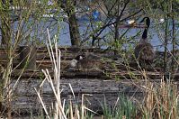 Dateiname=Vogel-Kanadagans-20130428-110.jpg
Dateigröße=335KB
Abmessungen: 880x585
hinzugefügt am: 06. Januar 2016 Vogel-Kanadagans-20130428-110.jpg