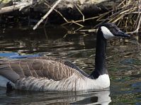 Dateiname=Vogel-Kanadagans-20130428-111.jpg
Dateigröße=213KB
Abmessungen: 880x654
hinzugefügt am: 06. Januar 2016 Vogel-Kanadagans-20130428-111.jpg