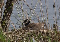 Dateiname=Vogel-Kanadagans-20130428-118.jpg
Dateigröße=293KB
Abmessungen: 880x616
hinzugefügt am: 06. Januar 2016 Vogel-Kanadagans-20130428-118.jpg