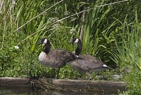 Dateiname=Vogel-Kanadagans-20130713-170.jpg
Dateigröße=321KB
Abmessungen: 880x592
hinzugefügt am: 06. Januar 2016 Vogel-Kanadagans-20130713-170.jpg