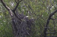 Dateiname=Vogel-Kanadagans-20130713-178.jpg
Dateigröße=336KB
Abmessungen: 880x584
hinzugefügt am: 06. Januar 2016 Vogel-Kanadagans-20130713-178.jpg