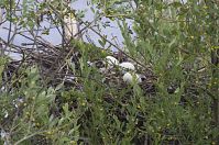 Dateiname=Vogel-Kanadagans-20130713-179.jpg
Dateigröße=299KB
Abmessungen: 880x584
hinzugefügt am: 06. Januar 2016 Vogel-Kanadagans-20130713-179.jpg