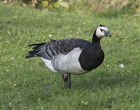 Vogel-Nonnengans-20141108-67.jpg