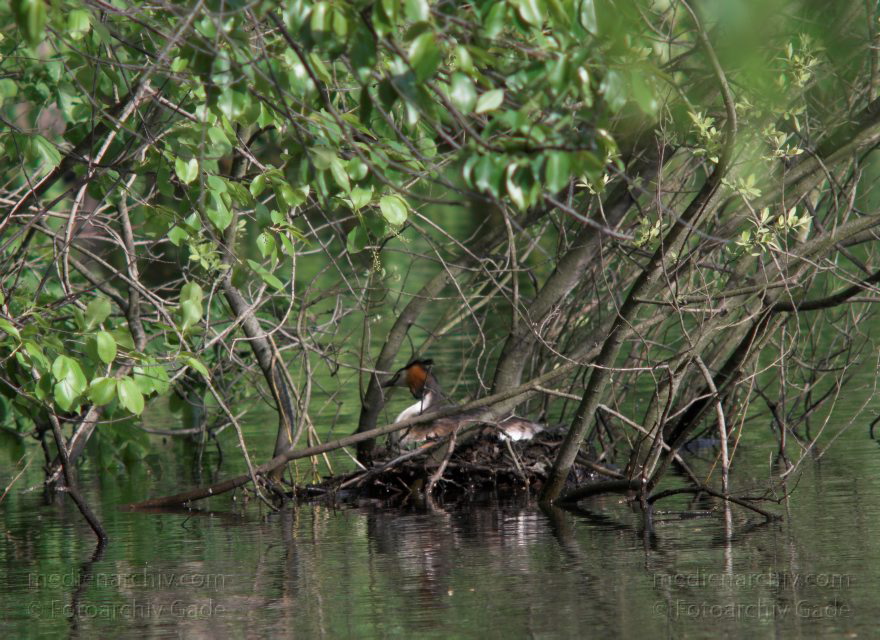 Berlin. Vogel. Brütender Haubentaucher im Nest.
16. 5. 2010. Berlin. Mitte. Wedding. Plötzensee. Fauna Tiere. Wasservogel. Vogel. Vögel. Brütender Haubentaucher im Nest.
Schlüsselwörter: Berlin;birds;Fauna;Haubentaucher;Nest;Tiere;Vogel;Vögel;2010